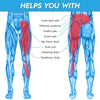 Diagram showing various muscle strains and pains that an adjustable thigh and groin compression brace helps with.