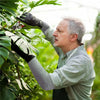 Un hombre con guantes y mangas está podando una planta verde en un jardín al aire libre.