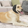 A light-colored dog is lying down wearing a black noise reduction ear muff on its head.